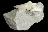 Eocene Otodus Shark Tooth Fossil in Rock - Huge Tooth! #171294-2